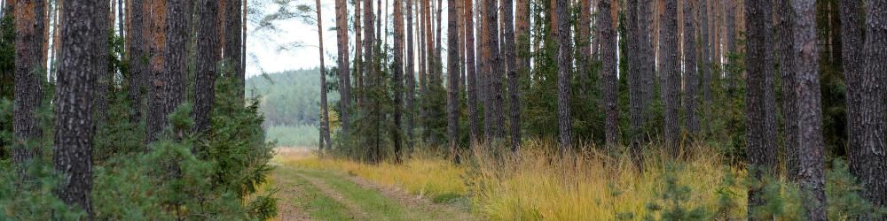 Embodied Ecotherapy  (1)