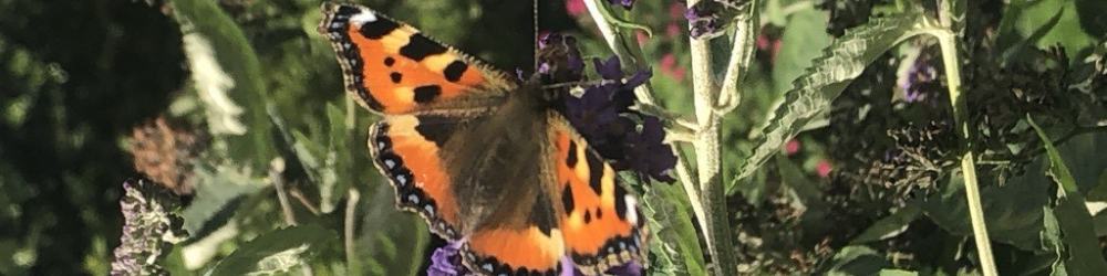 How nature can teach us to embrace new chapters banner